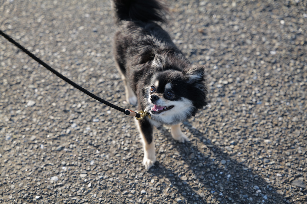 愛犬