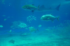 美ら海水族館