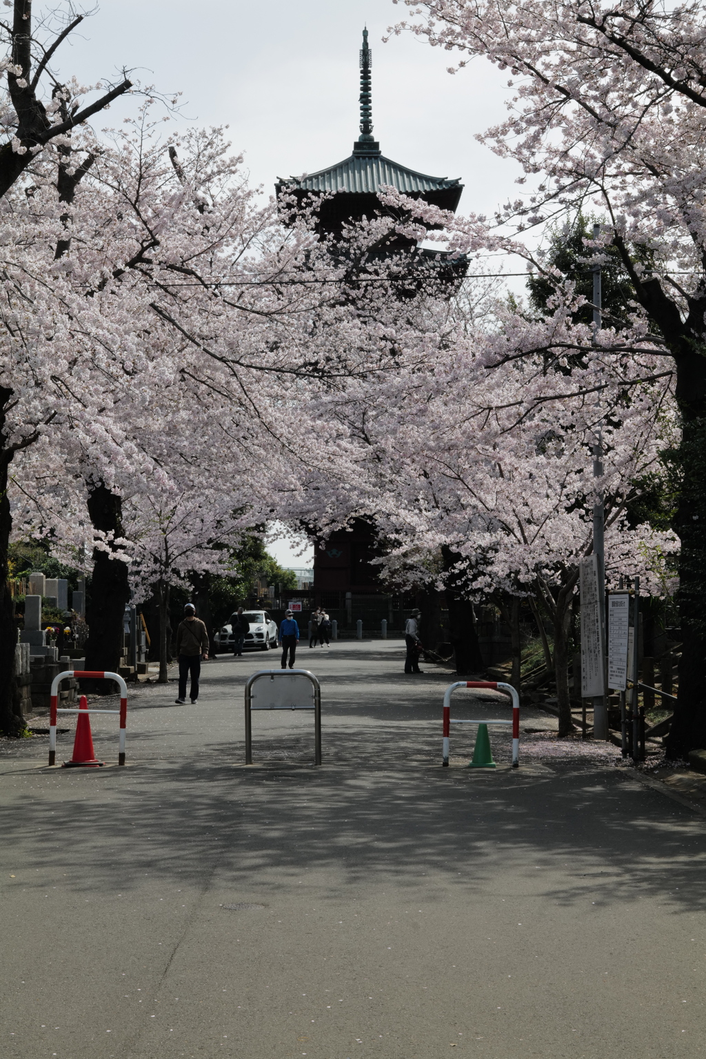 SAKURA