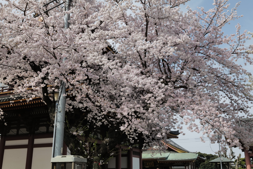 SAKURA