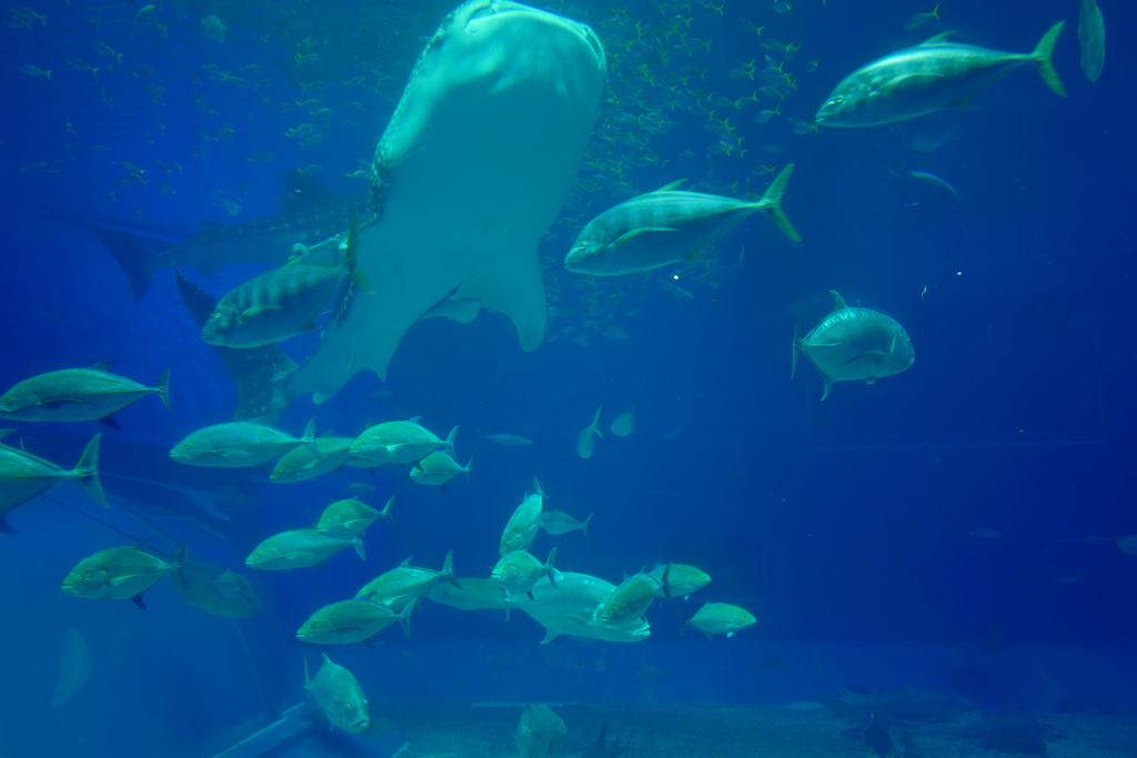 美ら海水族館