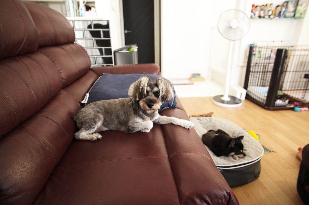 愛犬