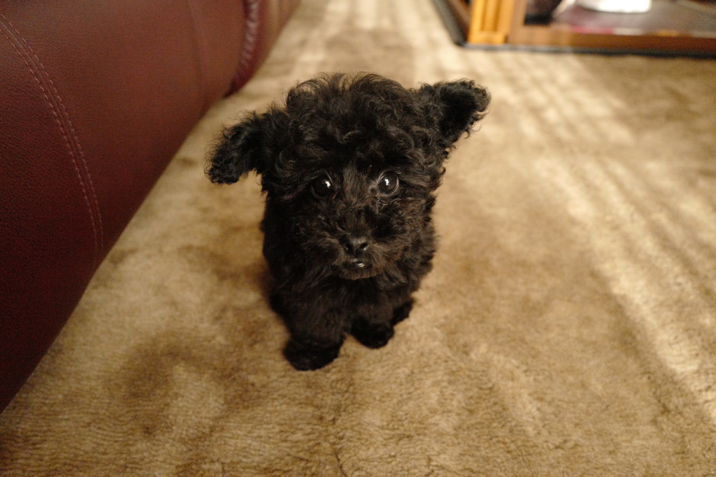愛犬
