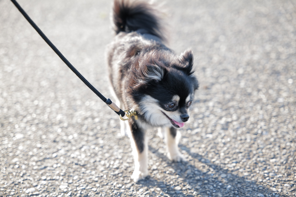愛犬