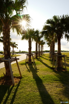 OKINAWA SUNSHINE