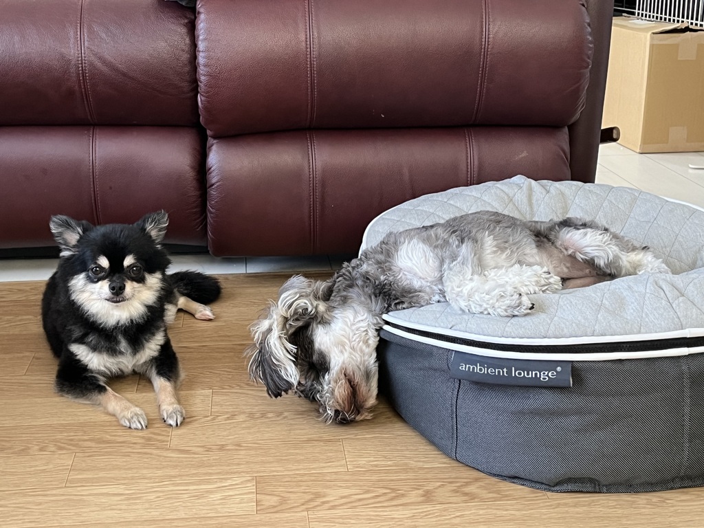 愛犬