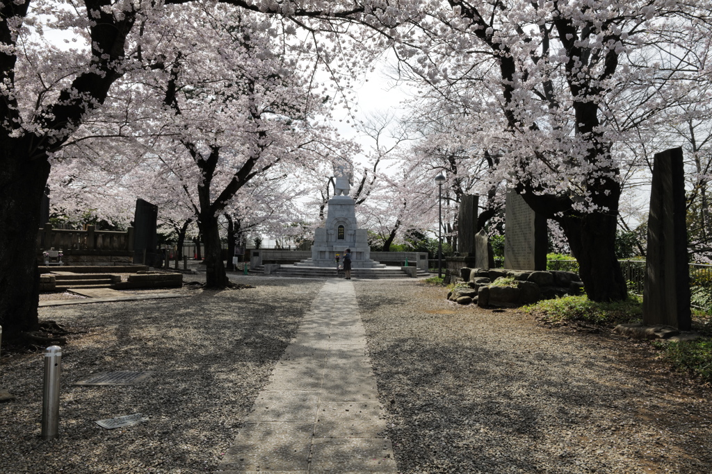 SAKURA