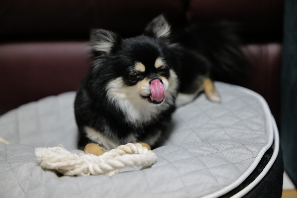 愛犬