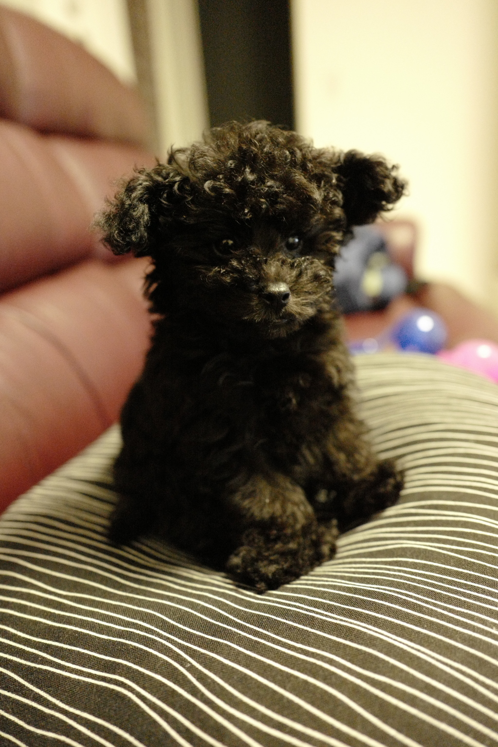 愛犬