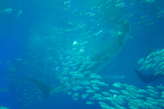 美ら海水族館