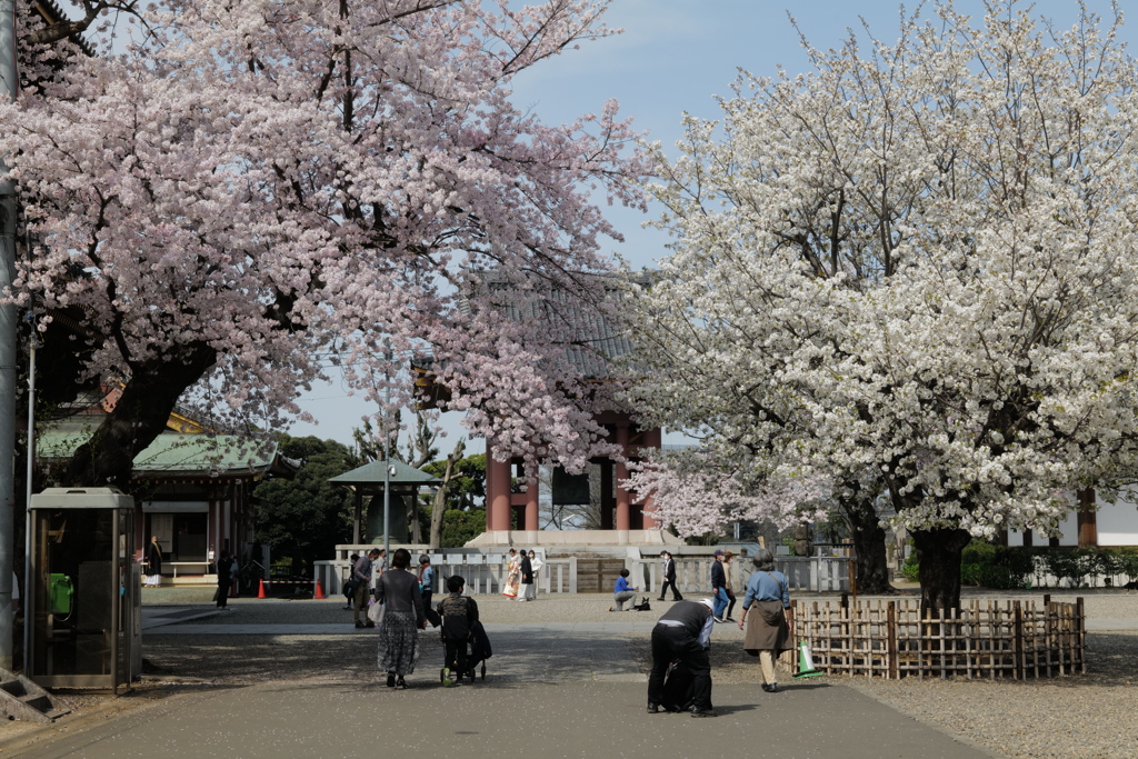 SAKURA