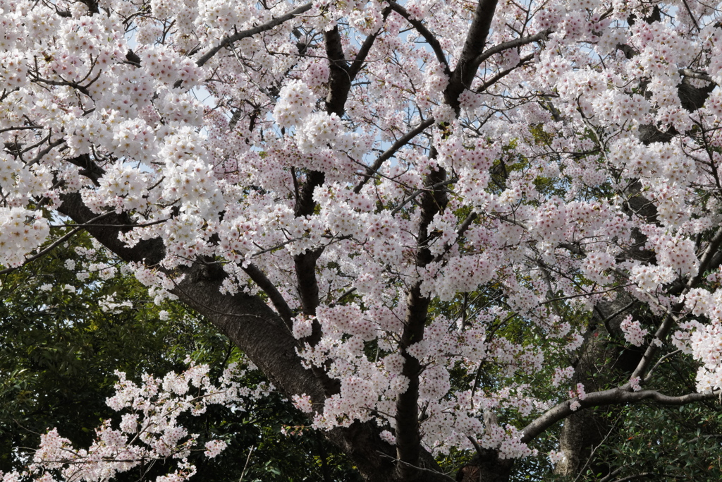 SAKURA