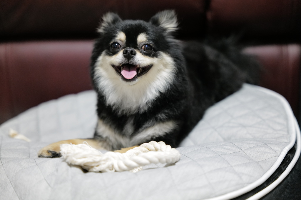 愛犬