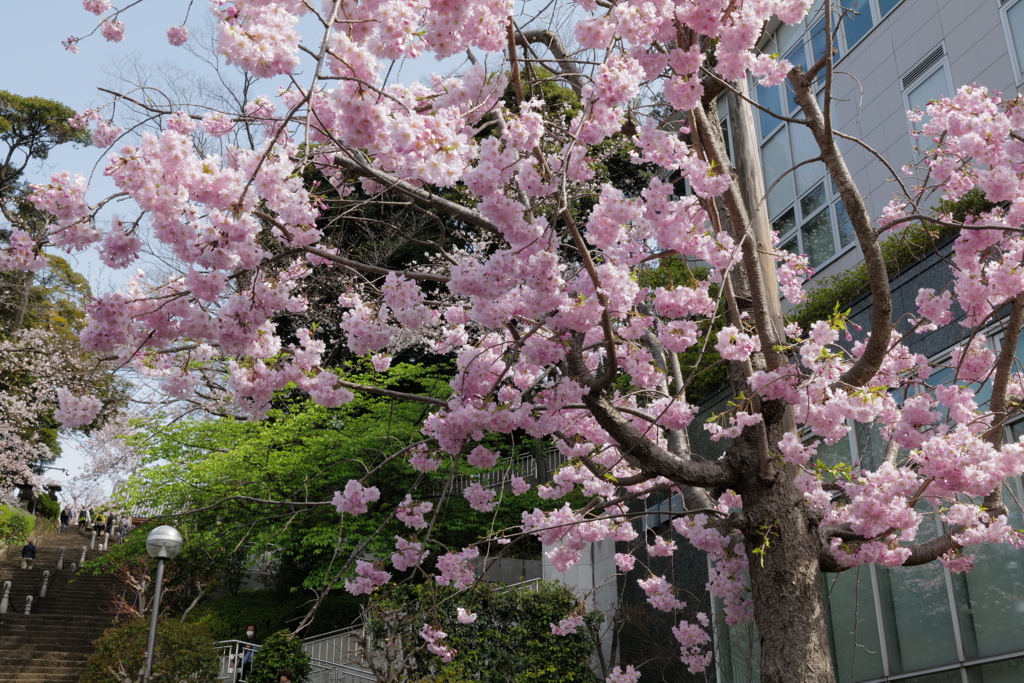 SAKURA