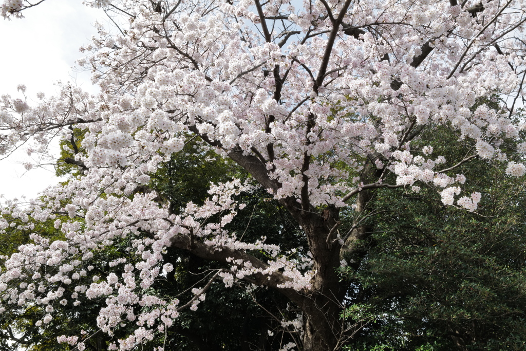 SAKURA