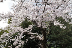 SAKURA