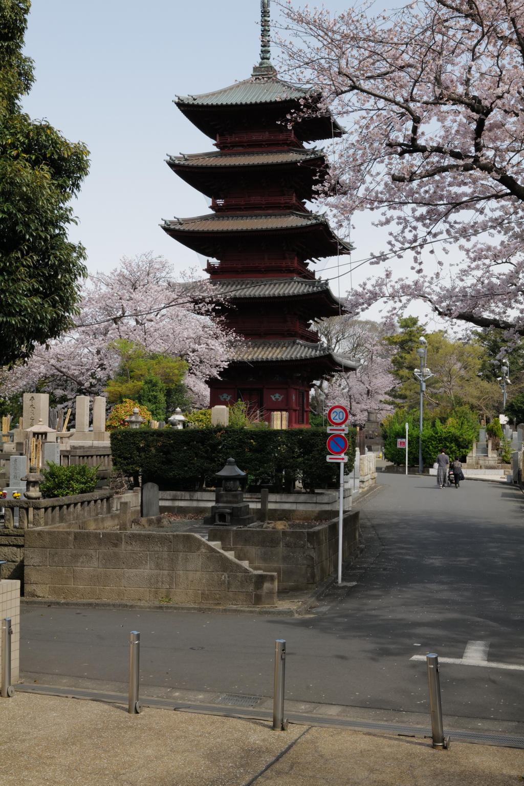 SAKURA