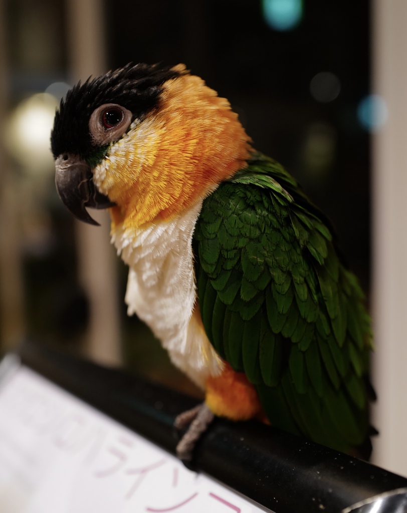 インコ@orbi Yokohama