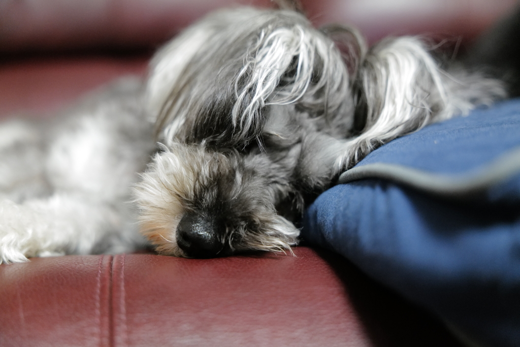 愛犬