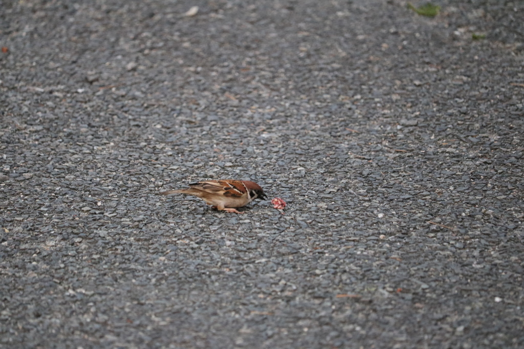 木の実？食べてたスズメ