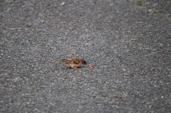 木の実？食べてたスズメ