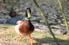 急がなきゃ