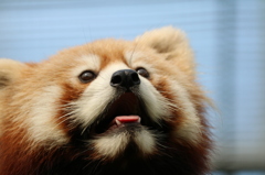 レッサーパンダのすずちゃん