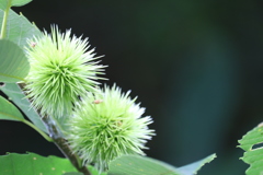 秋に向けて