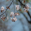 桜前線ゴールイン