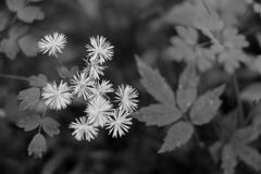 線香花火