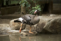 白鳥の湖