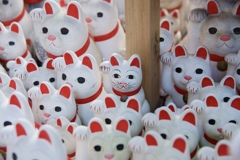 猫猫猫猫猫猫猫猫