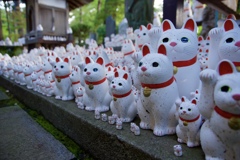 猫猫猫猫猫猫猫猫