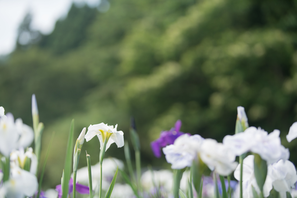 花菖蒲9
