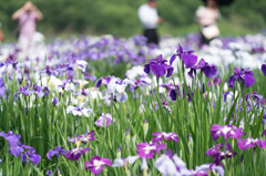 花菖蒲14