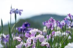 花菖蒲10