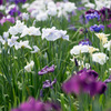 花菖蒲11