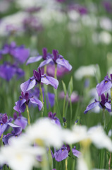 花菖蒲12