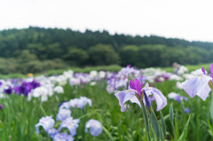 花菖蒲２