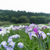 花菖蒲２