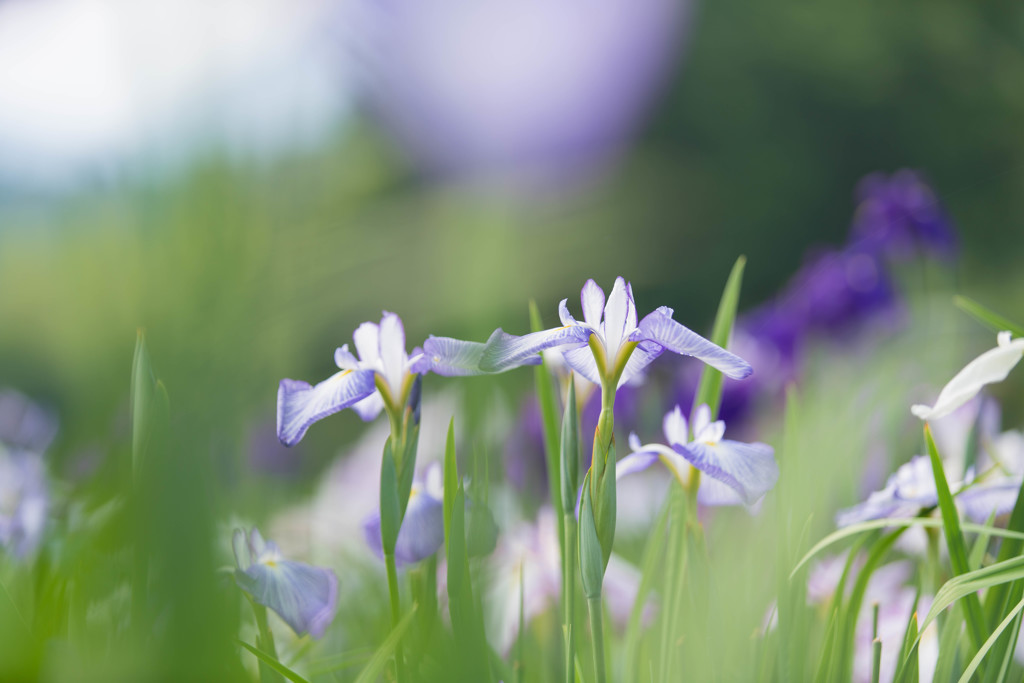 花菖蒲５