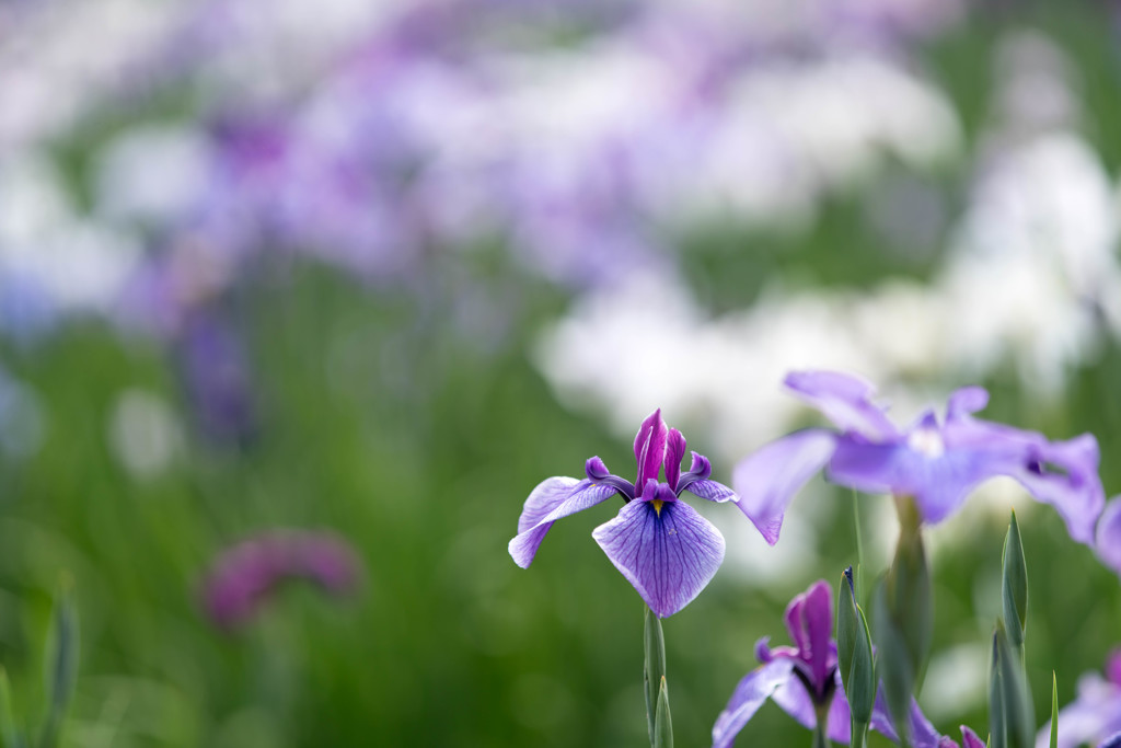 花菖蒲３