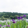 花菖蒲１