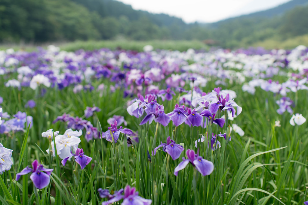 花菖蒲７