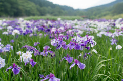 花菖蒲７