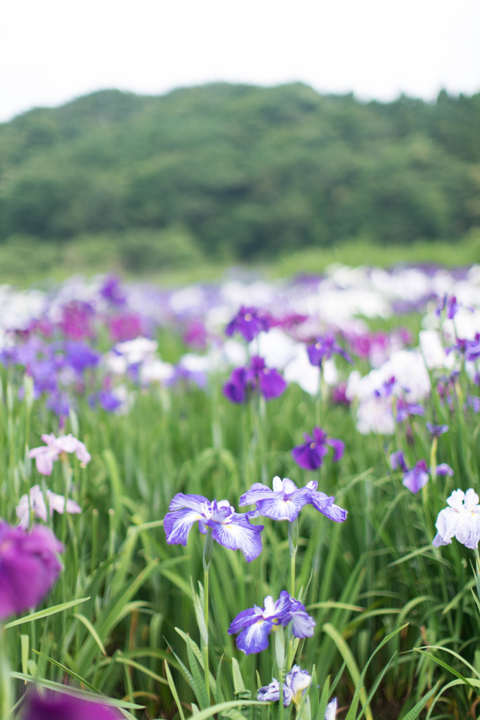 花菖蒲8