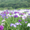 花菖蒲8