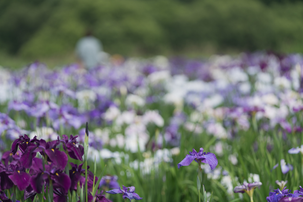 花菖蒲15