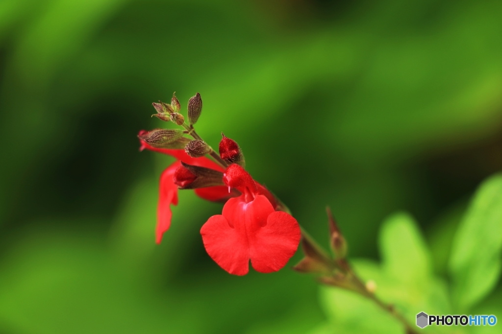 道花