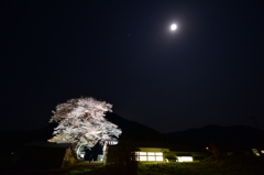 上栗林の夜桜